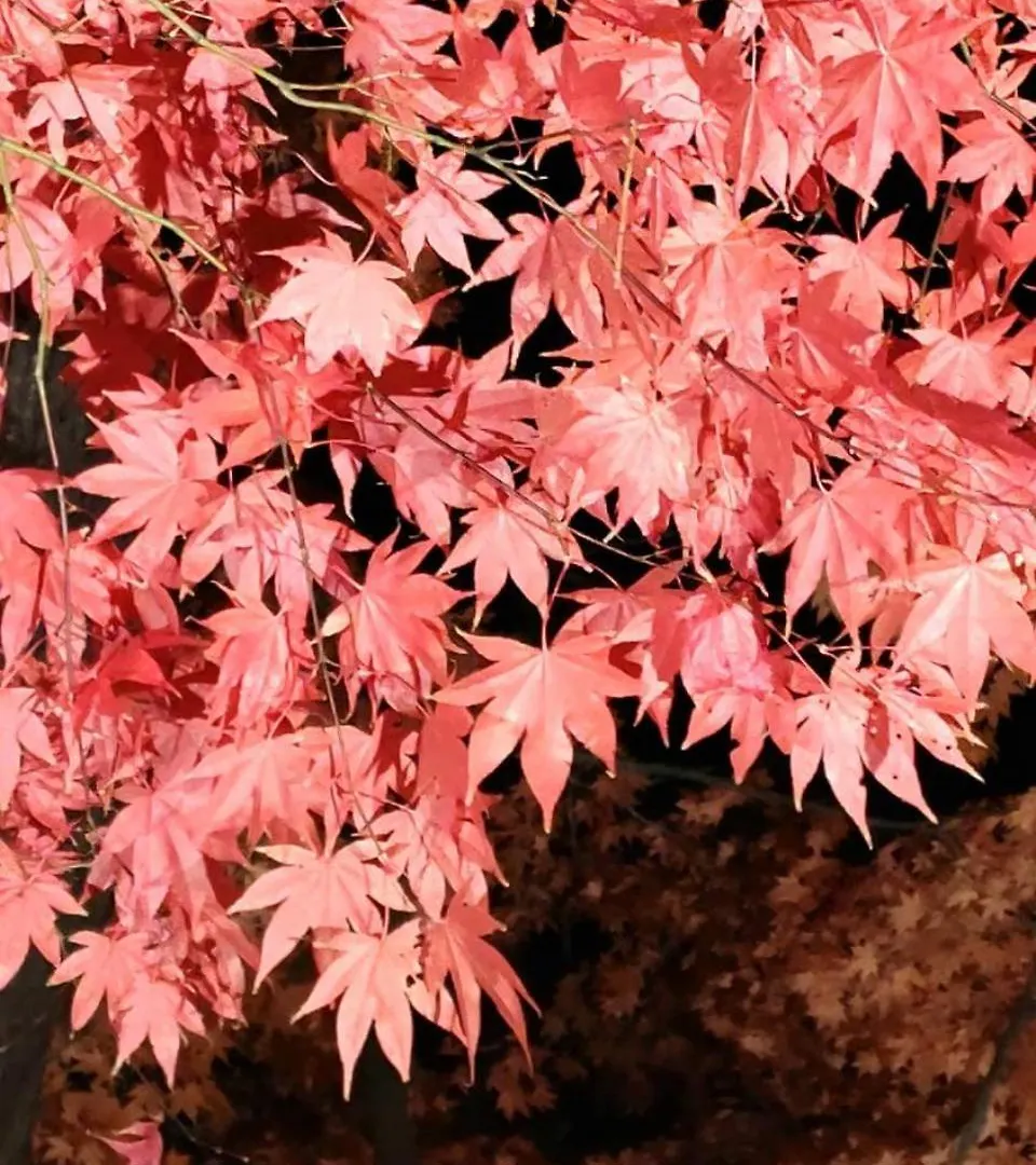 Yunohama Hotel Хакодате